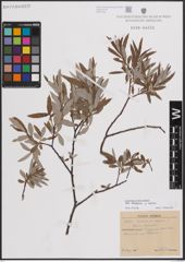 Foto von Salix eleagnos Scop. x Salix repens L.